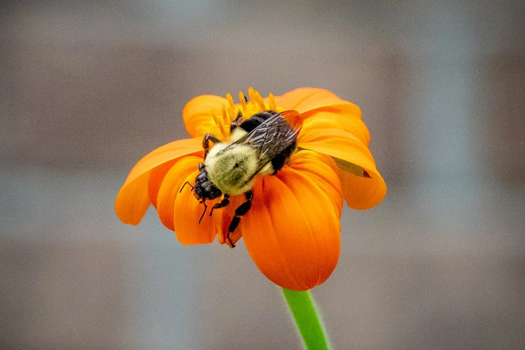 Abeja en una flor